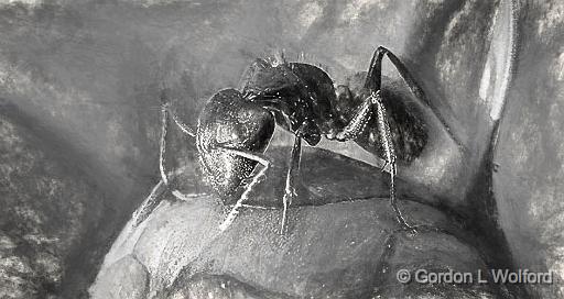 Ant On A Peony Bud Art (Charcoal)_P1120860.jpg - Photographed near Smiths Falls, Ontario, Canada.